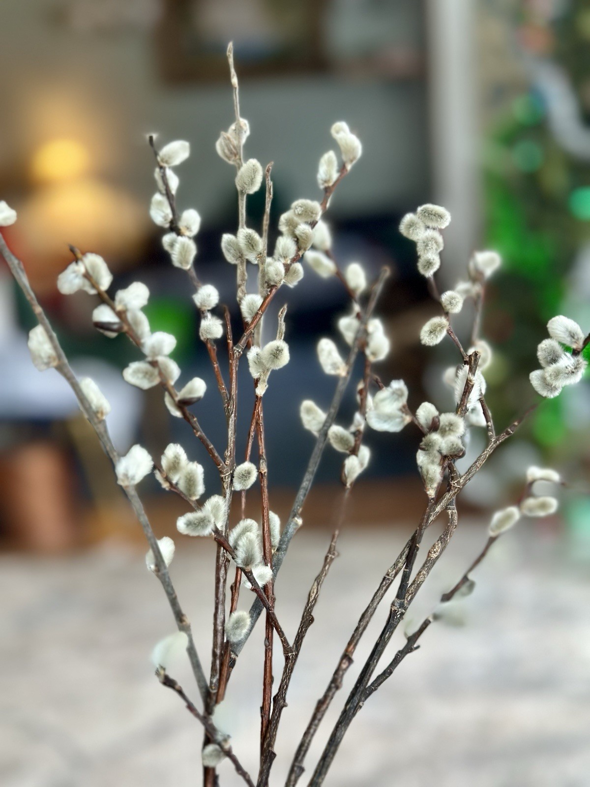 Real dried Pussy Willow Spring Flowers length 12-16” – 6 Stems Natural decor