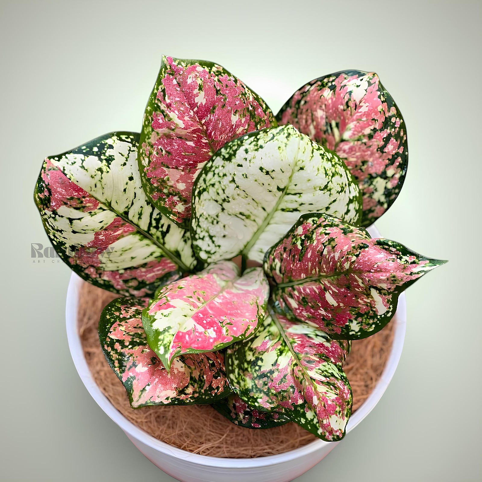 Aglaonema Three Color Beatiful Ornamental Plant