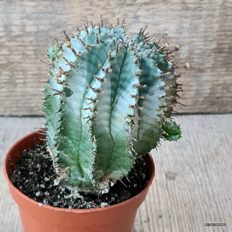 D5797 EUPHORBIA POLYGONA SNOWFLAKE pot8,5-H11-W8 cm MaMa Cactus