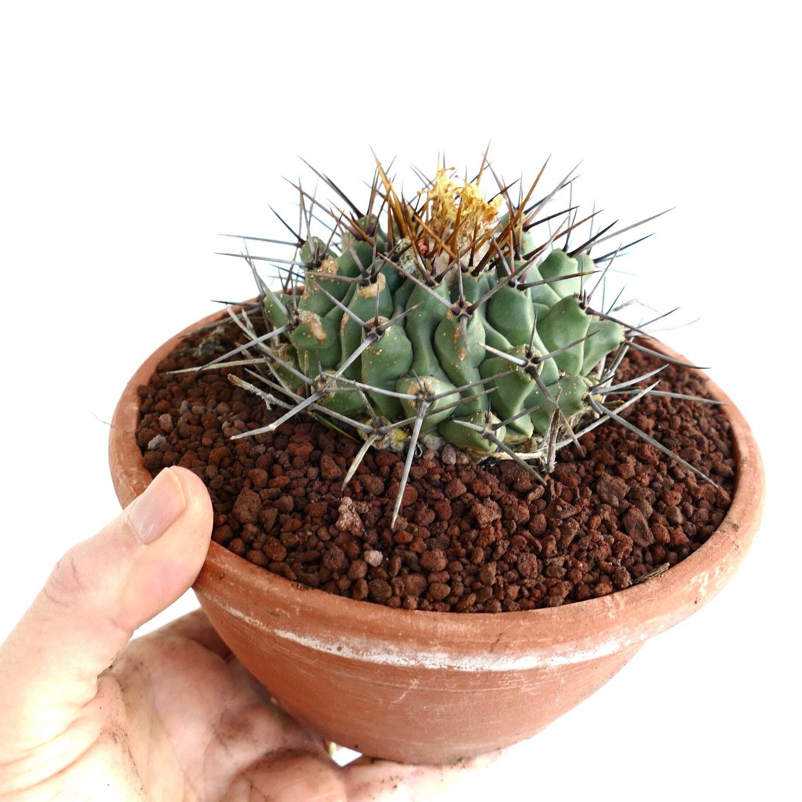 Thelocactus rinconensis OLD PLANT – Rincon cactus | Thelocactus