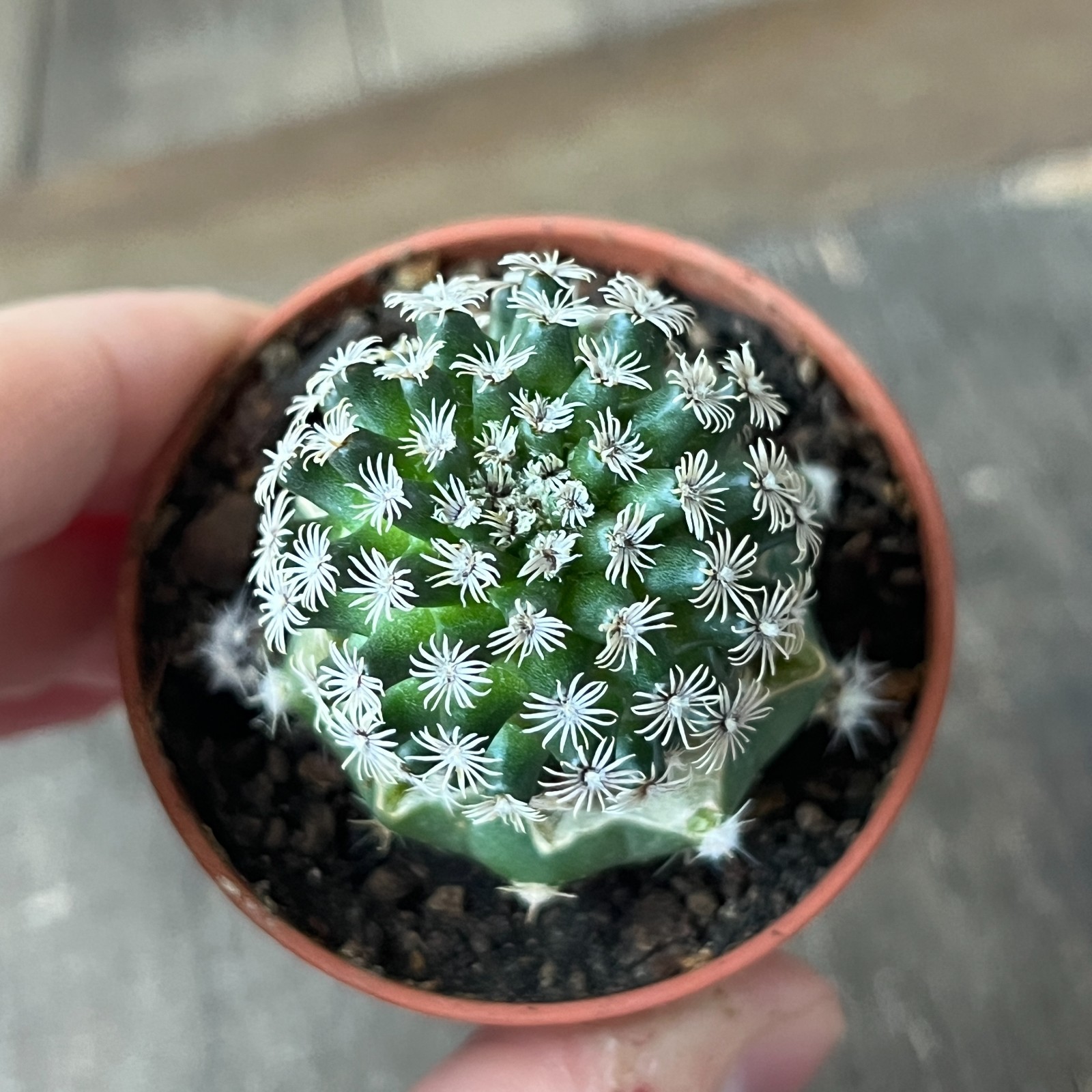 A50-172 Mammillaria hernandezii, grafted