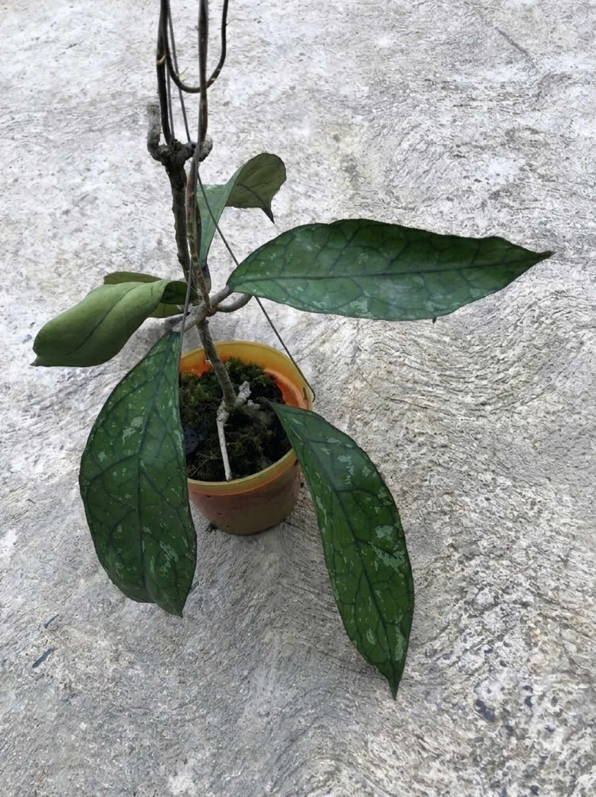 Hoya Clemensiorum Green Splash Rare Textured Hoya Exotic Collector