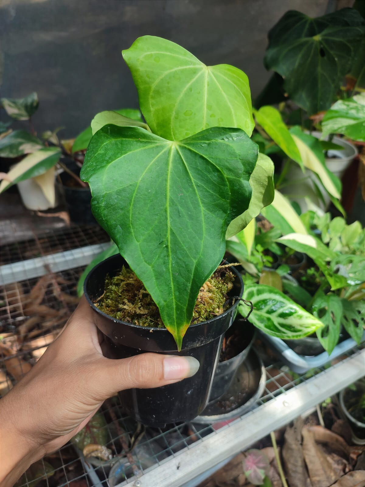 Anthurium Delta Force + Phytosanitary (no monstera no philodendron)