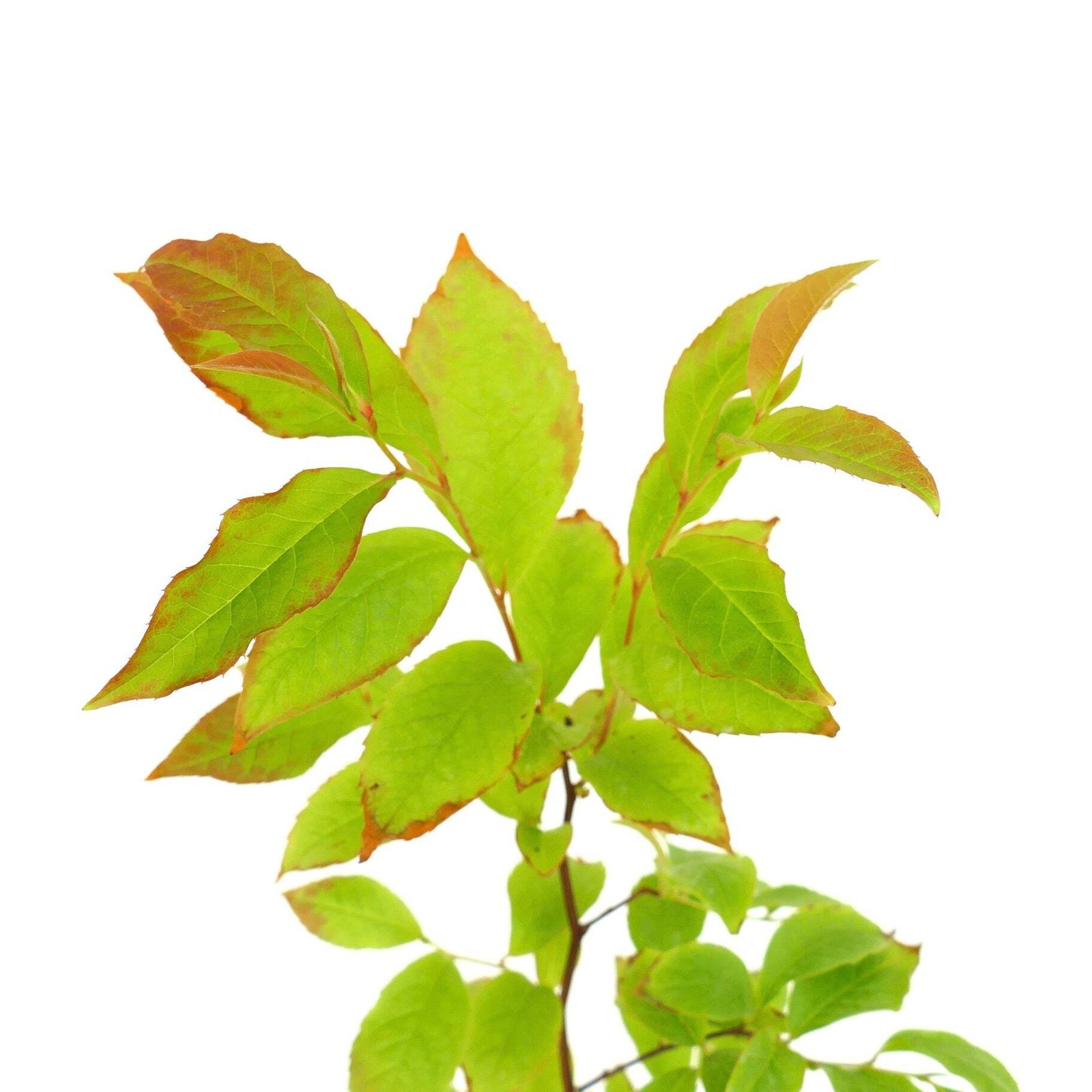 Stewartia rostrata – Beaked stewartia | Stewartia
