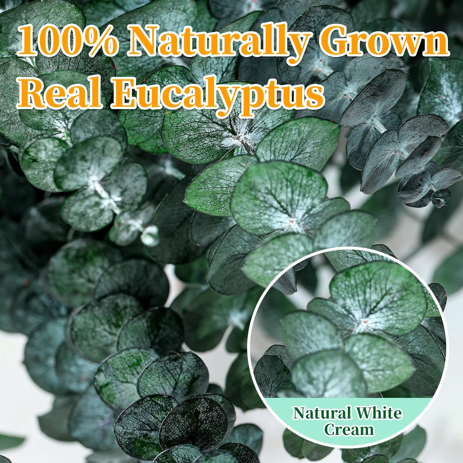 21 Pcs Real Dried Eucalyptus Stems, 17″ Natural Fresh Eucalyptus Branches | Show
