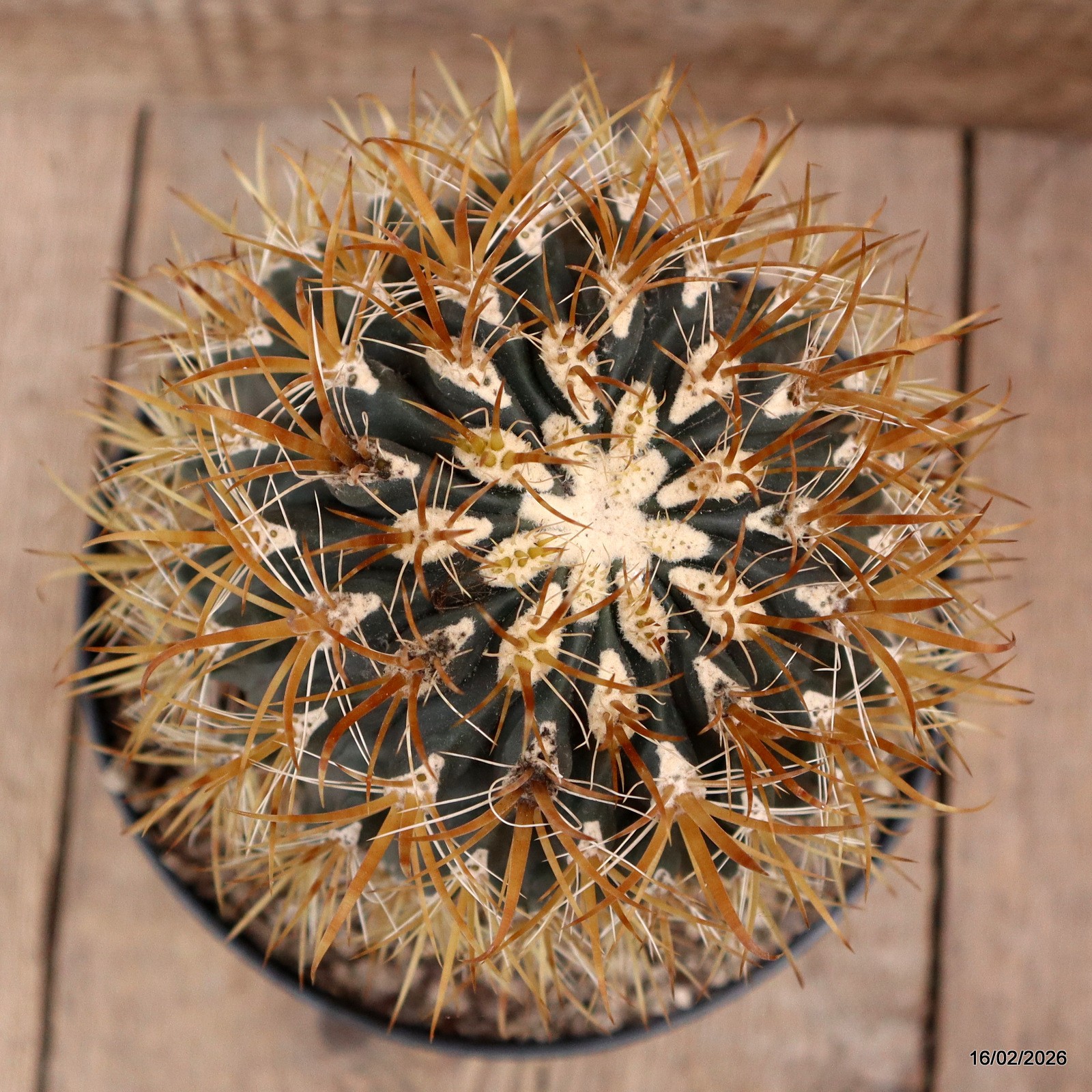 D7807 FEROCACTUS CHRYSACANTHUS pot18-H18-W11,5 cm MaMa Cactus