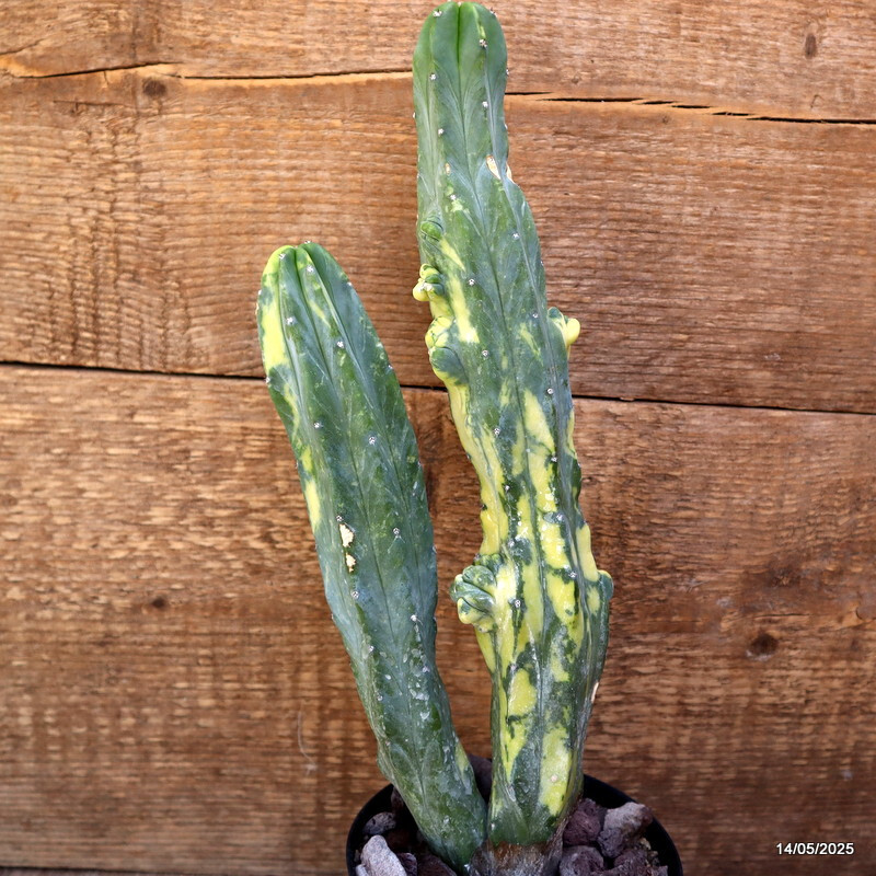 D4122 MYRTILLOCACTUS GEOMETRIZANS VARIEGATED pot12-H31-W11 cm MaMa Cactus