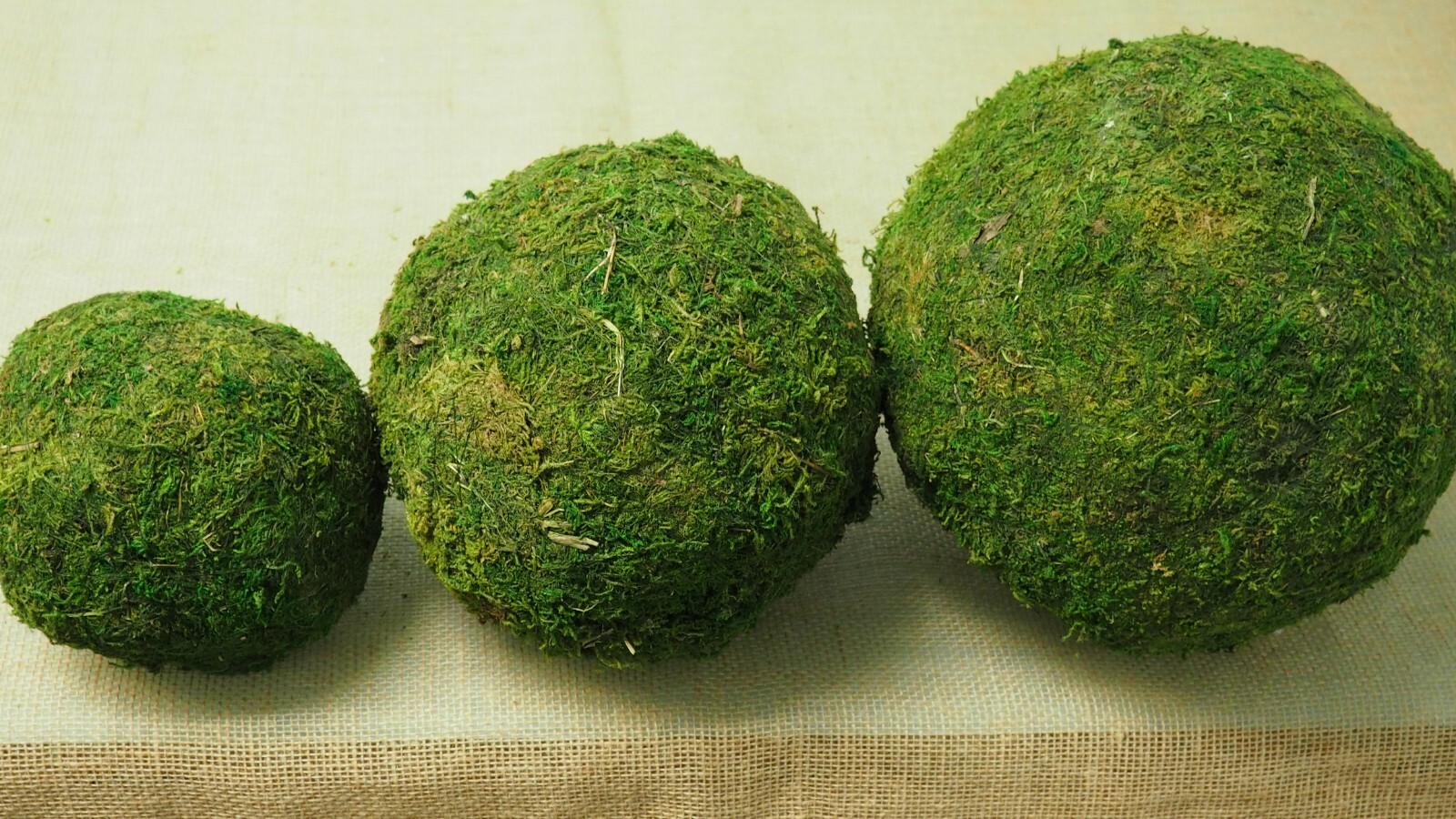 Large – XXL Pure Green Moss Balls Dried Organic Rattan Wedding Garden Home Decor