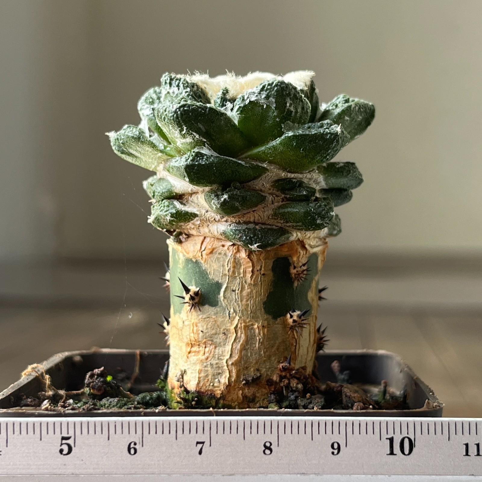 A15-105 Cactus hybr (hintonii x fissur), grafted