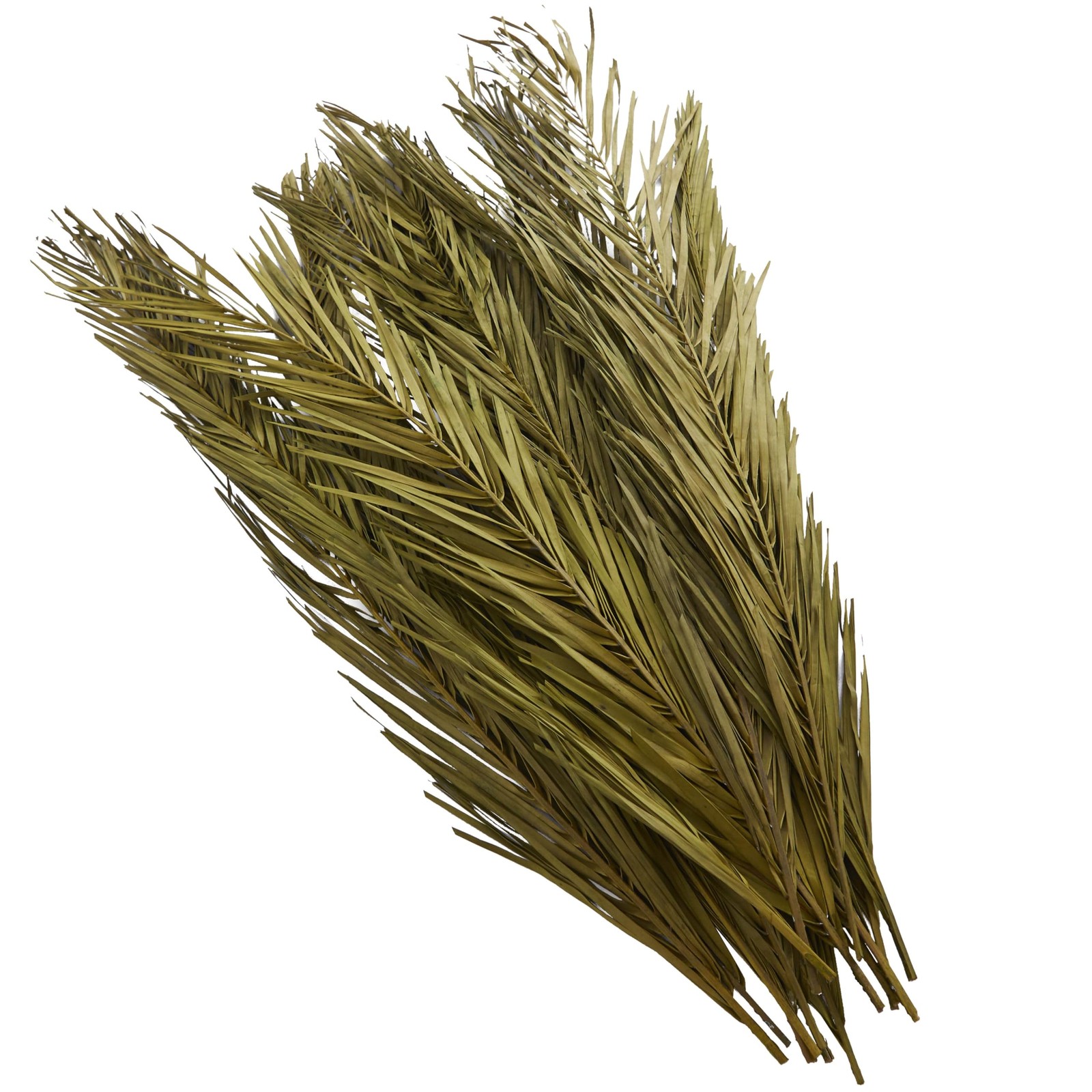 Dried Plant Palm Leaf Home Decor Natural Foliage Natural Dried Foliage with F…