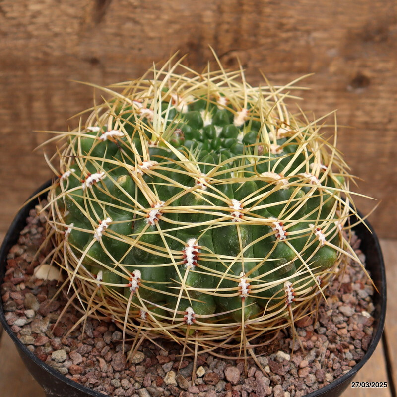 A7129 GYMNOCALYCIUM MULTIFLORUM pot18-H11-W14 cm MaMa Cactus