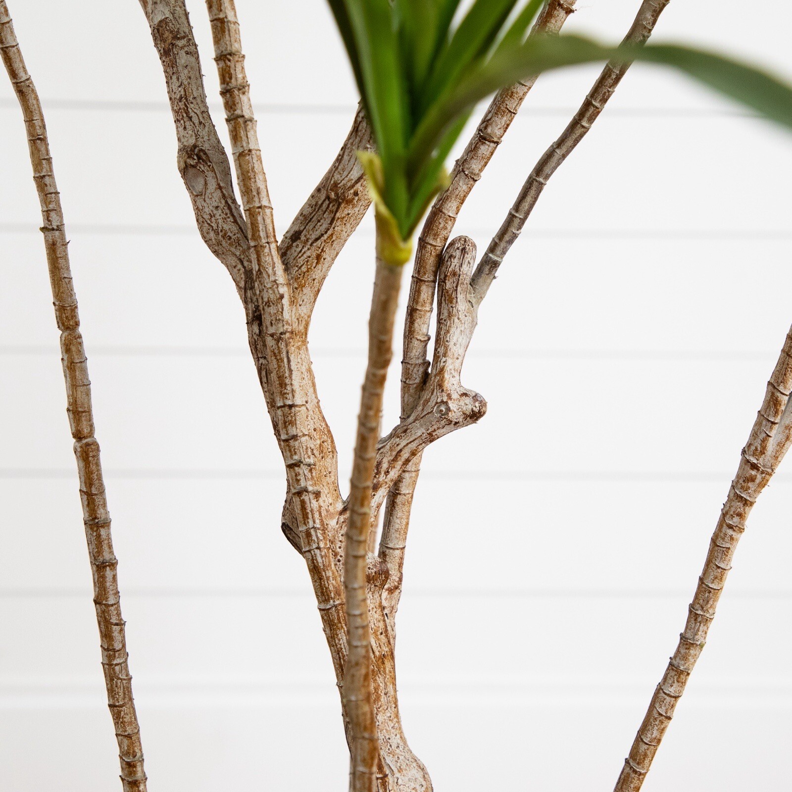 6’ Artificial Dracaena Tree with Real Touch Leaves Home Decor. Retail $289