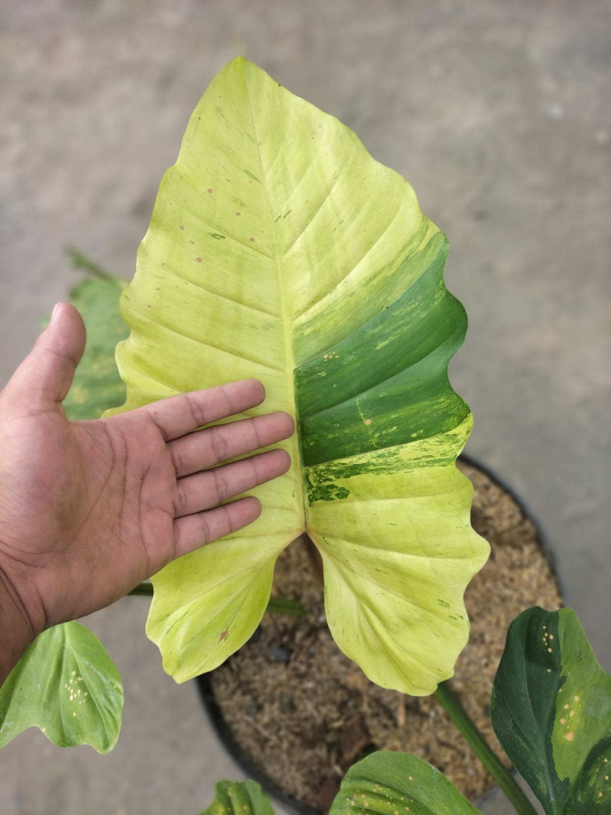 Philodendron Jungle Fiver Variegated Real Picture Big Size House Plant