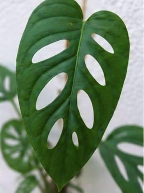 Swiss Cheese Plant /Monstera adansonii Live Plant 12″ Tall With 4″ Pot
