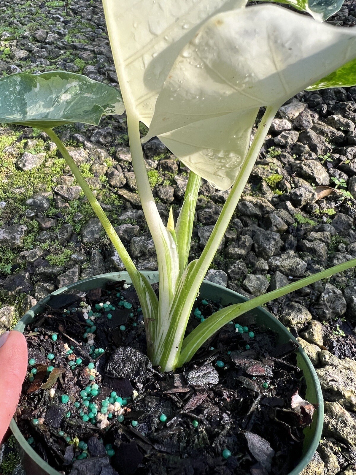 Alocasia Macrorrhiza Variegated in A 6”/ 1 Gallon Pot At12”/14”Tall