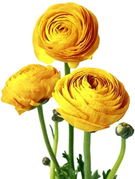 Ranunculus asiaticus ‘Tecolote Yellow’ Persian Buttercup Bulbs Tubers Deer and