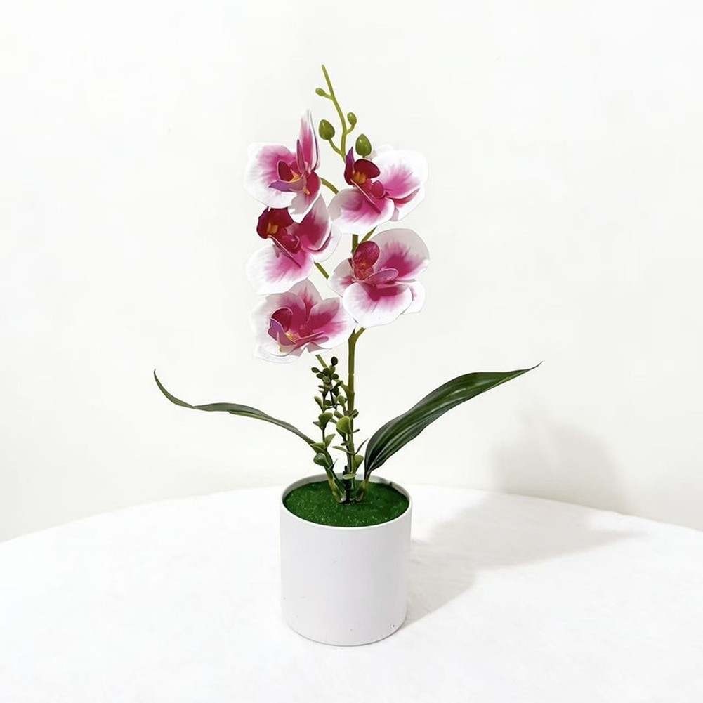 White Yellow Purple Blue Phalaenopsis Orchid Arrangement for Indoor Desk Decor