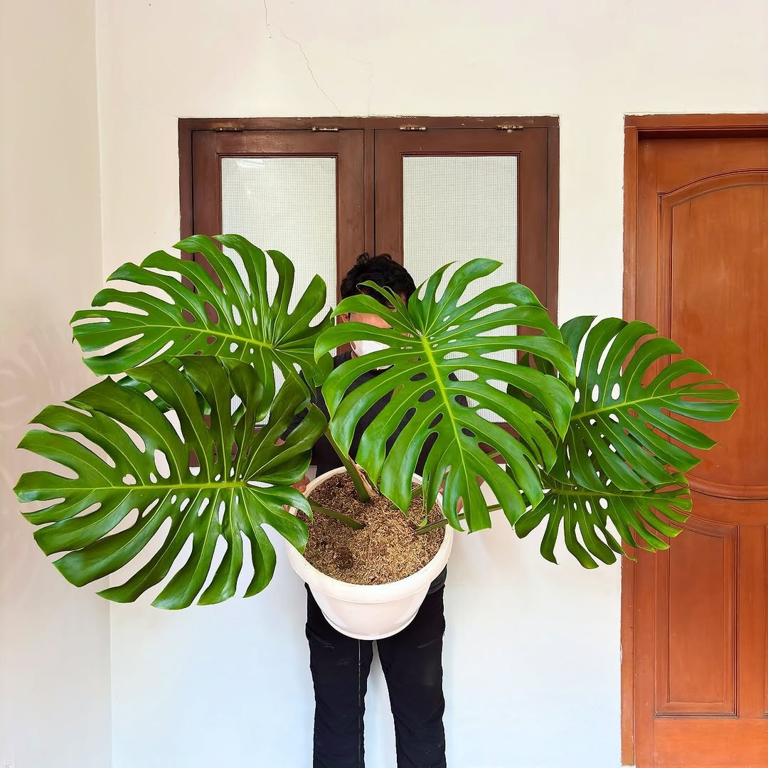 Monstera King Deliciosa Very Green Beauty Real Picture Big Size Mature