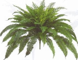 One Designer Quality 50 Inch Spread 92 Branch Artificial Silk Boston Fern Bus…