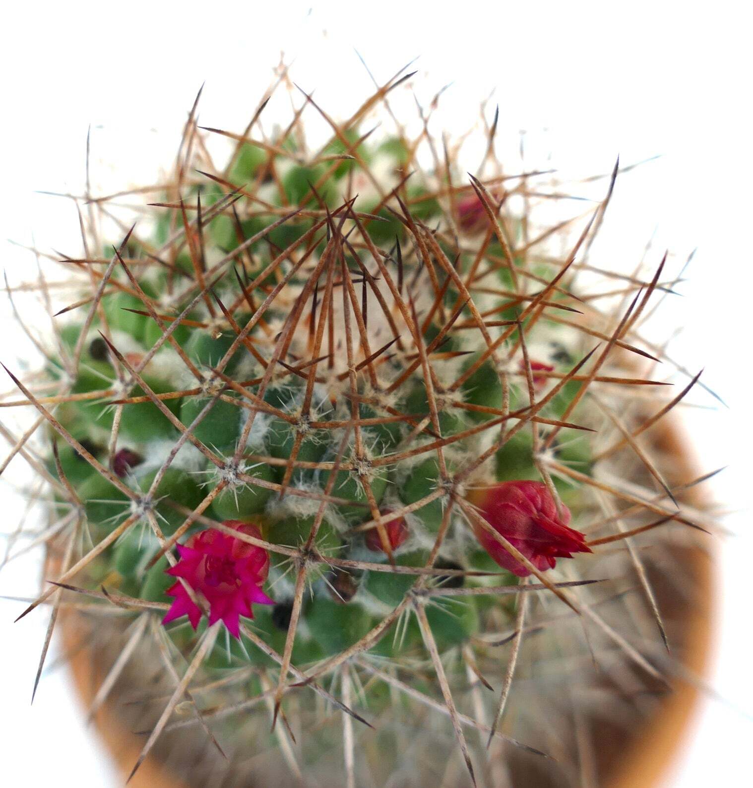 Mammillaria ingens –