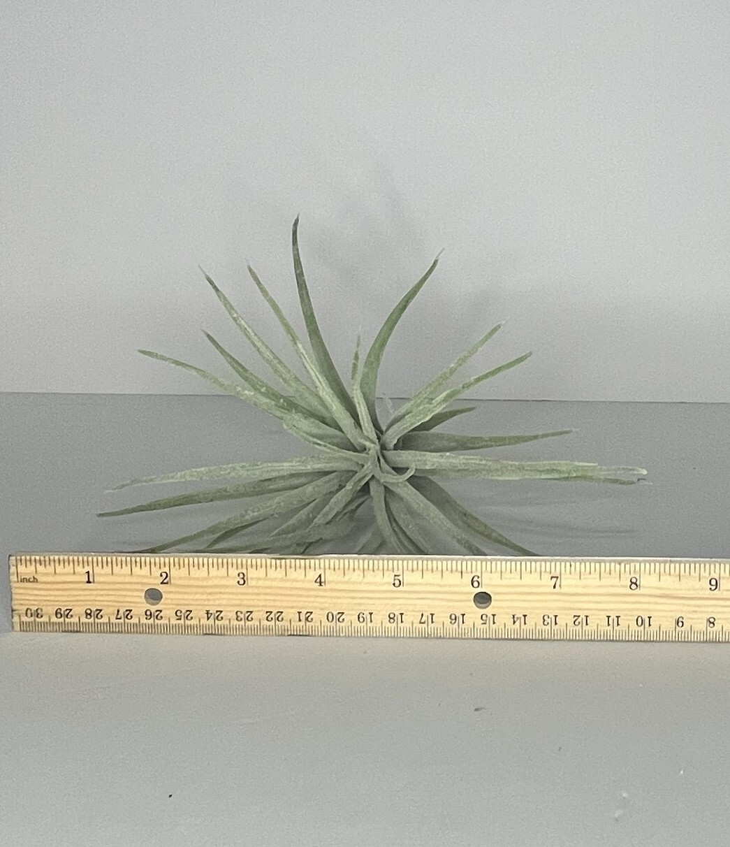 Ashland Green Tillandsia Artificial Succulent Picks Lot 3 – OG