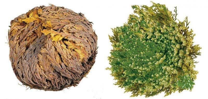 Rose of Jericho – Resurrection Plant – Dried Whole Plant Comes Back To Life.