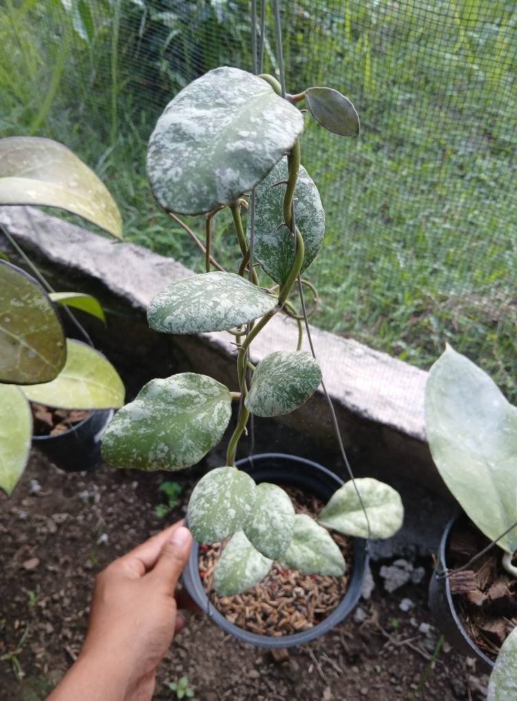 Hoya Waymaniae Cloudy Sky Rare Tropical Indor Outdor Wax Plant