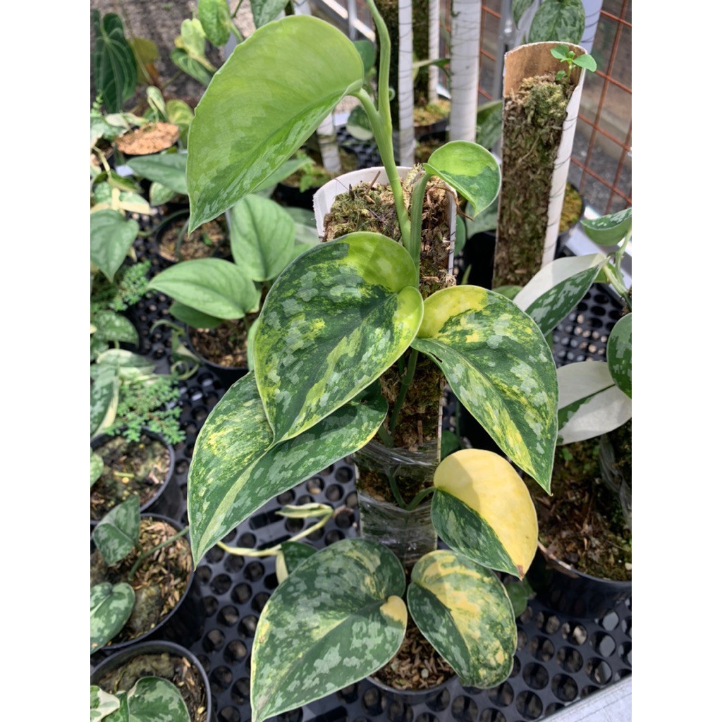 Scindapsus Andalas, Rare Variegated, Real Picture, Aroid Houseplant