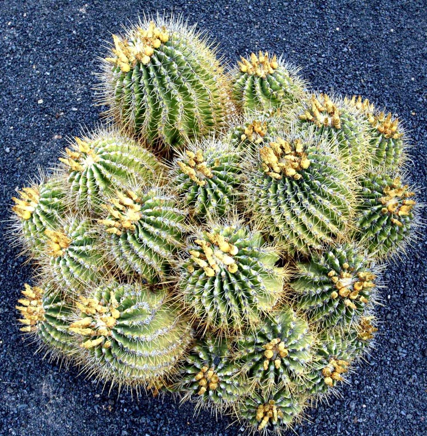 Ferocactus echidne SEEDS – Rare Cactus SEEDS