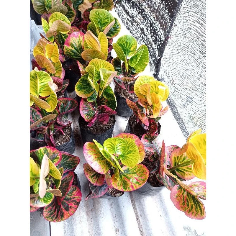 Real Pict Codiaeum Variegatum Croton Apple Rehana Rare Plant