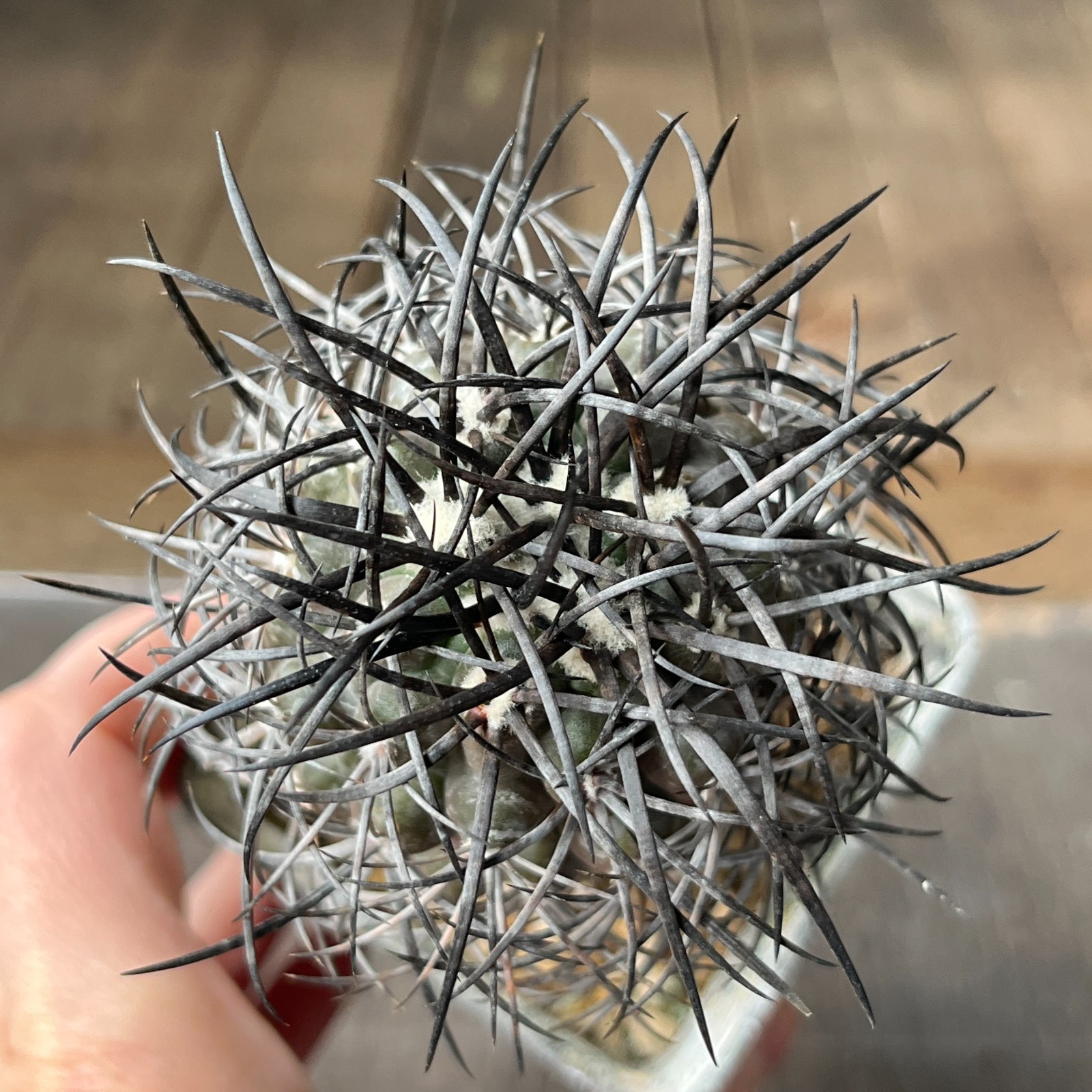 A2-261 Copiapoa griseoviolacea, JN1273, Hacienda Nicolasa, At, grafted