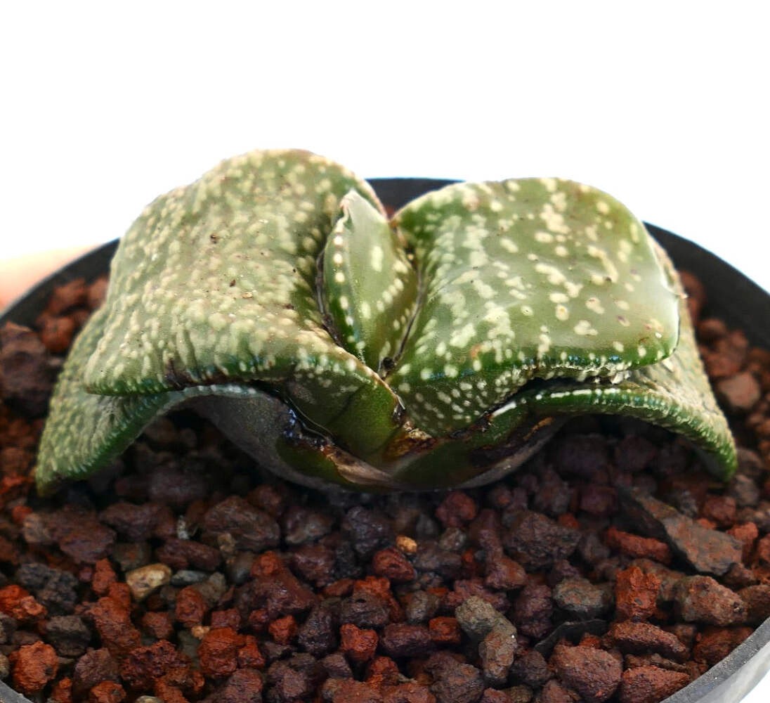 Gastera armstrongii cv ‘Pearl’ SUPER CLONE EX SATO JAPAN – Gasteria | Armstrong’
