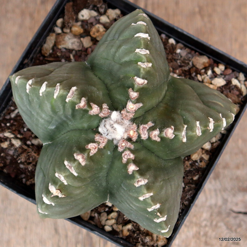 D2991 ASTROPHYTUM MYRIOSTIGMA NUDUM KIKKO pot14-H11-W14 cm MaMa Cactus