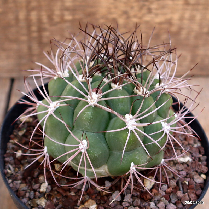 A5433 GYMNOCALYCIUM SAGLIONIS pot14-H6-W 7,5 cm MaMa Cactus