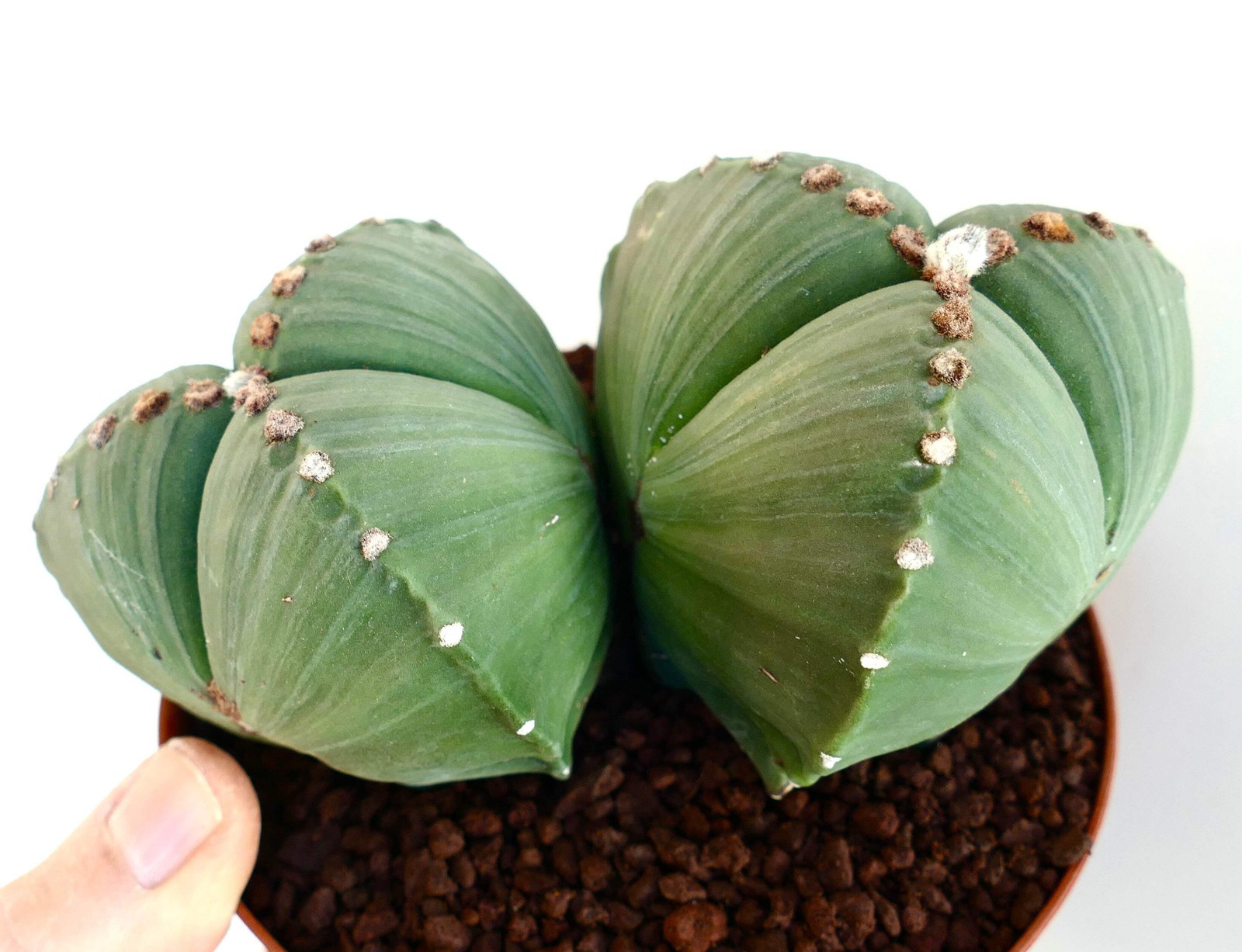 Astrophytum myriostigma var. tricostatum SEEDS – Rare Cactus SEEDS