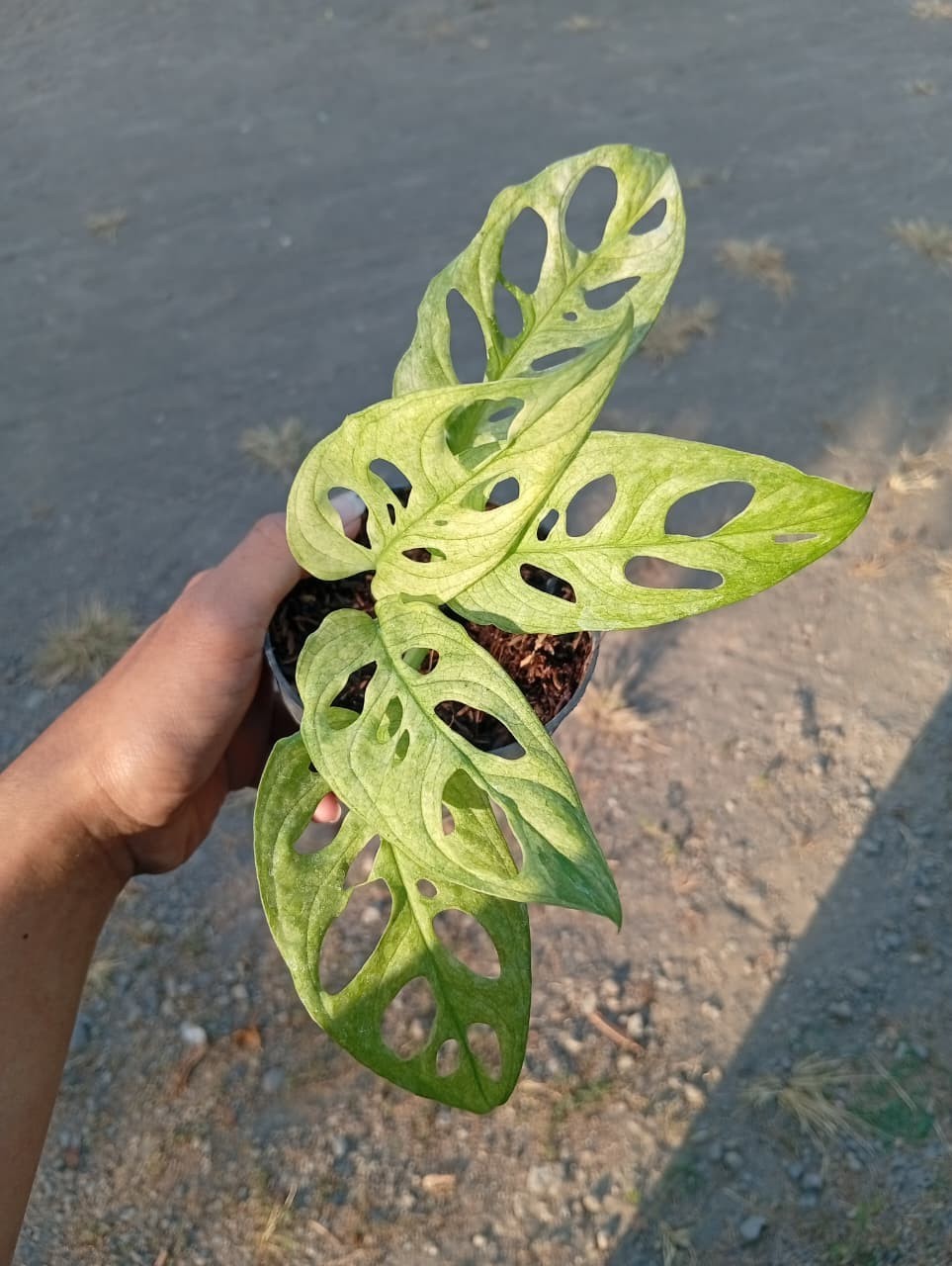Real Picture Monstera Acuminata Mint Variegated Rare Plant