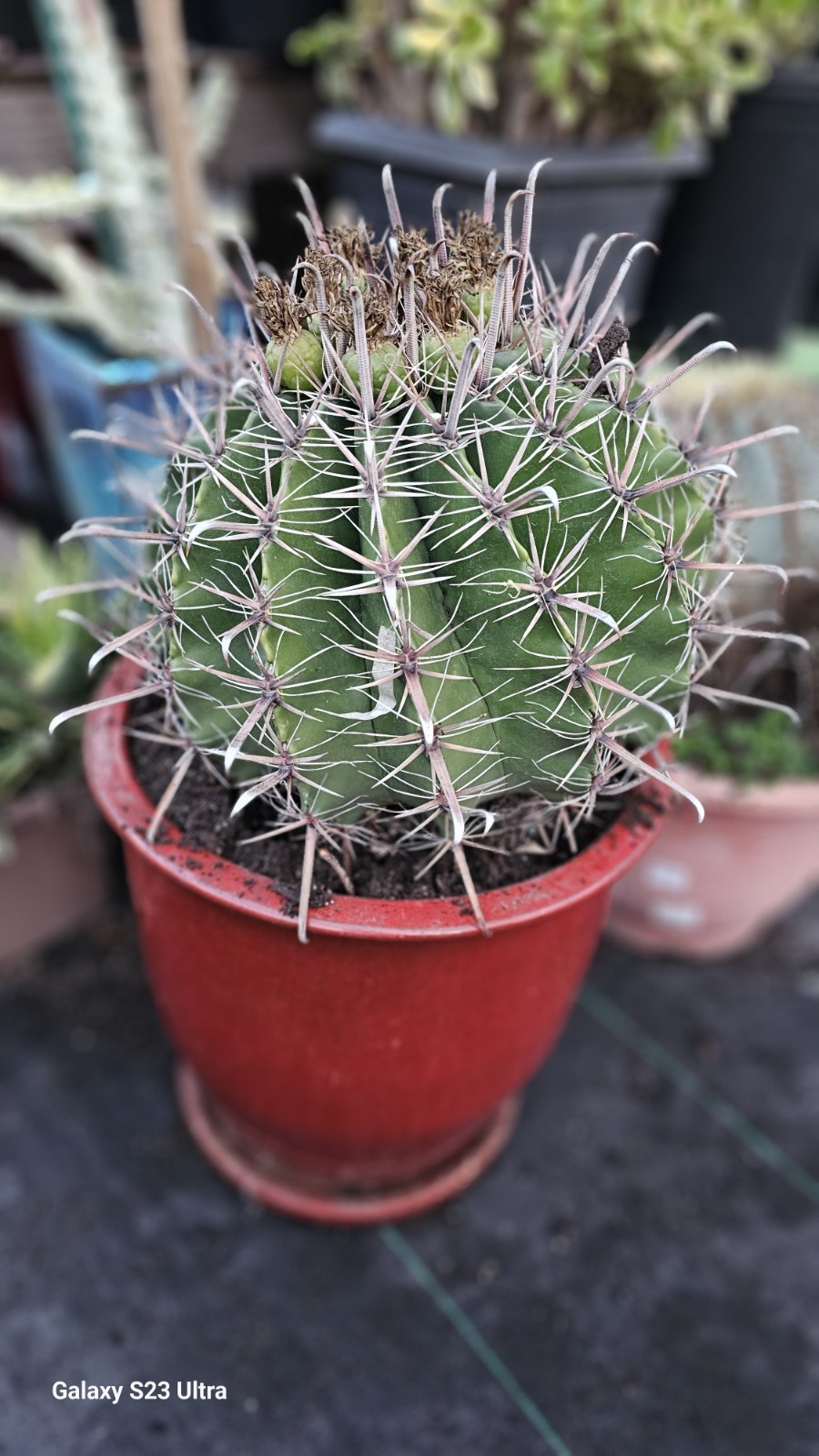 FEROCACTUS HERRERAE Cactus 15gal