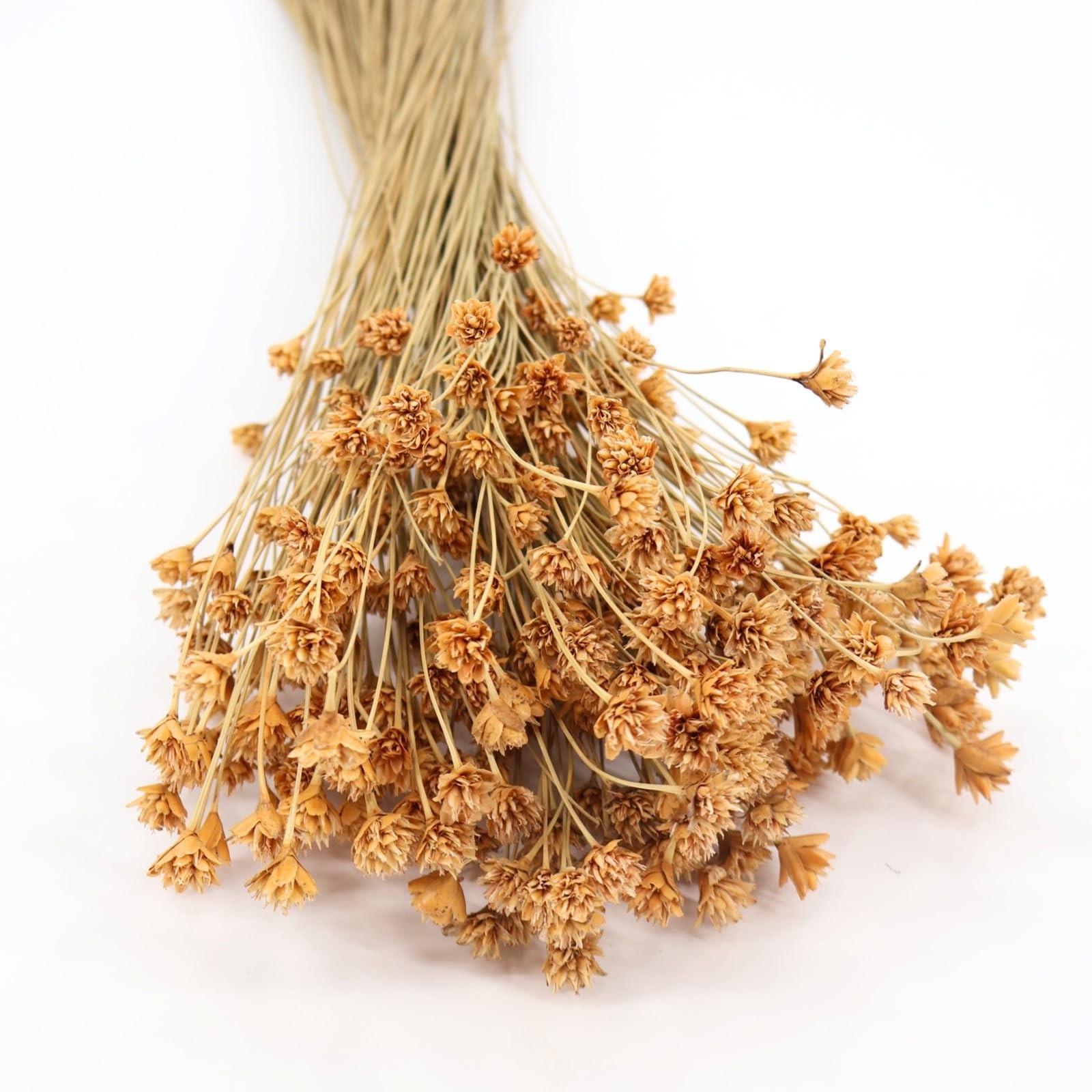 Hill Flowers (Natural) – Preserved Dried Flowers for Floral Arrangements, Wed…