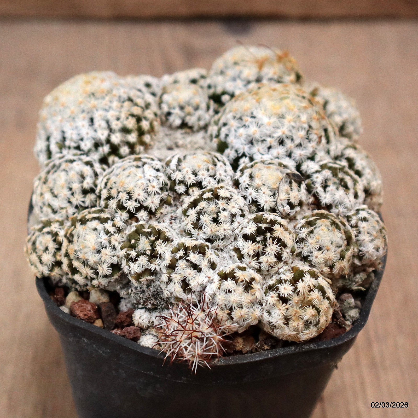 D7944 MAMMILLARIA SCHIEDEANA METZTITLAN pot7-H4-W9 cm MaMa Cactus