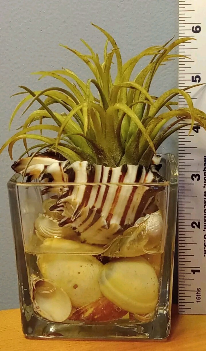 Air Plant Decorative Faux Tilandsia In Murex Shell Glass Container Arrangement