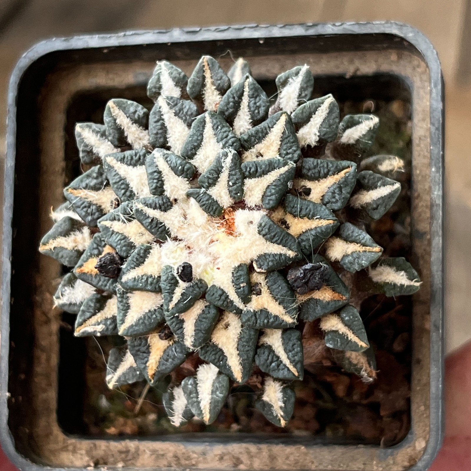 A33-1117 Cactus kotschoubeyanus, PP411, albiflorus, Tula, grafted