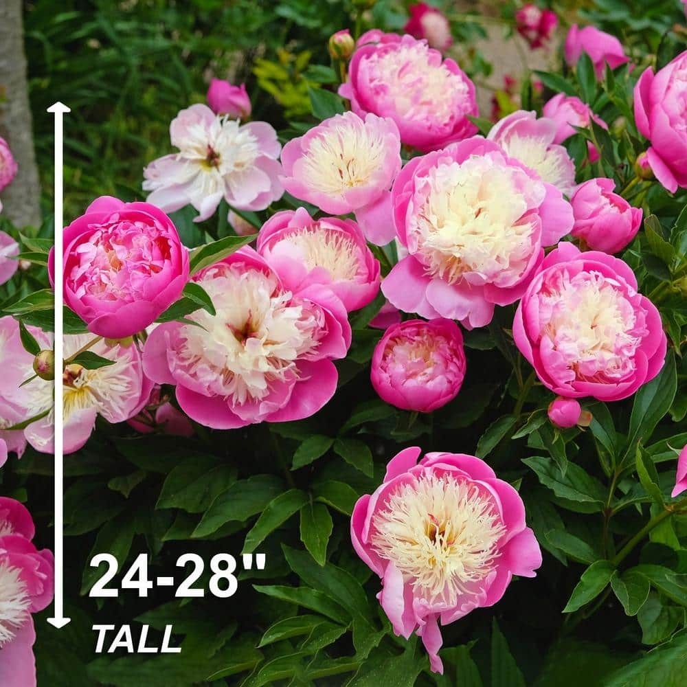 3-Pack Bowl of Beauty Peony Bare Root Bulbs, 2/3 Eyes, Live Plants NEW