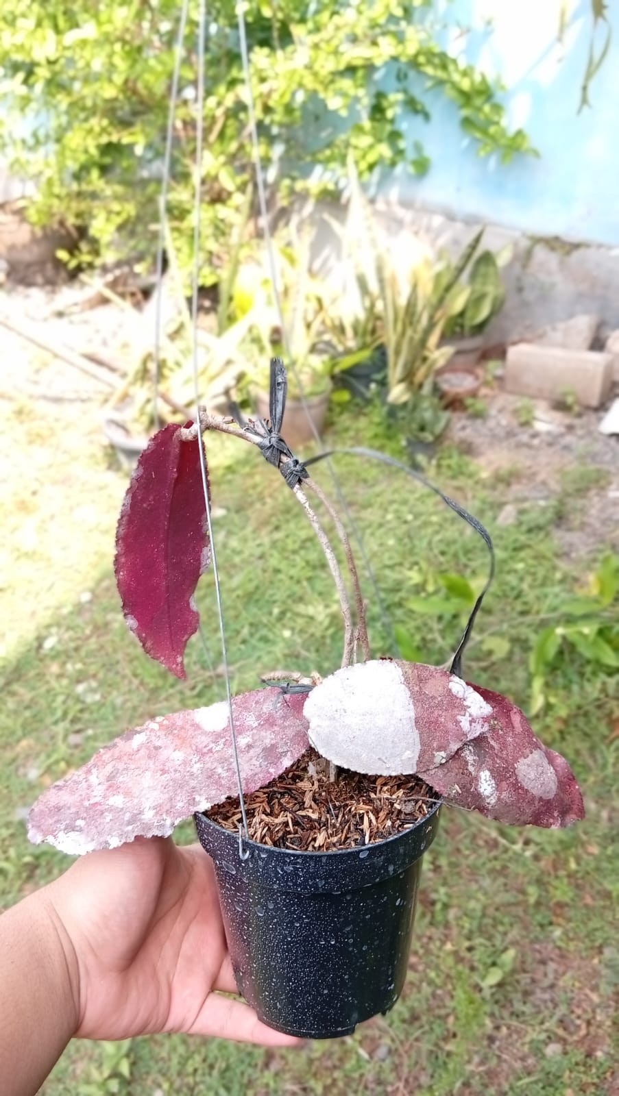 Real Picture Hoya Undulata Super Red Splash Sp Borneo