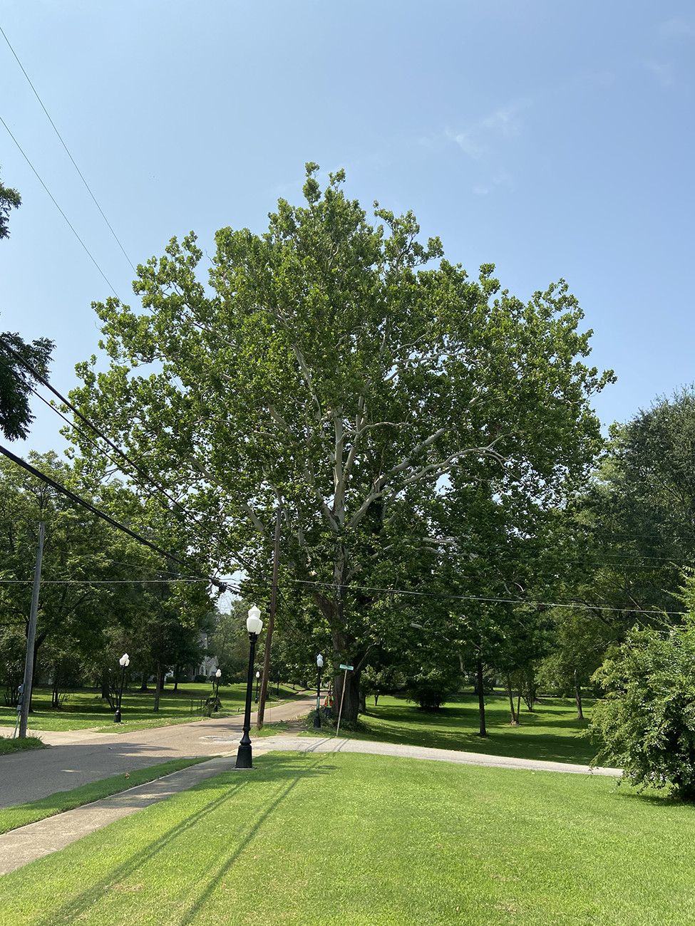 Rare American Sycamore Twigs Tennessee Champion Tree – One of a Kind Home Decor