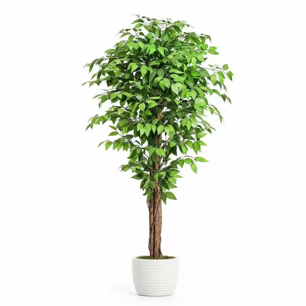 6.2 Ft. Artificial Ficus Tree in Black Cement Planter Pot with 3 Natural Curved