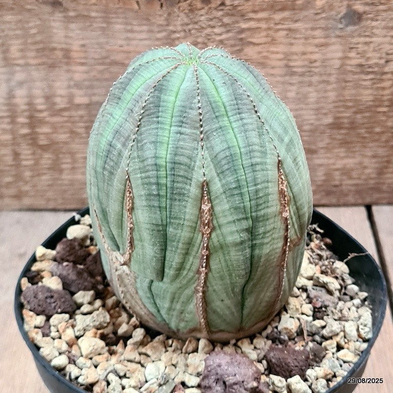 D6275 EUPHORBIA OBESA ARROW MONSTER pot14-H13-W9 cm MaMa Cactus