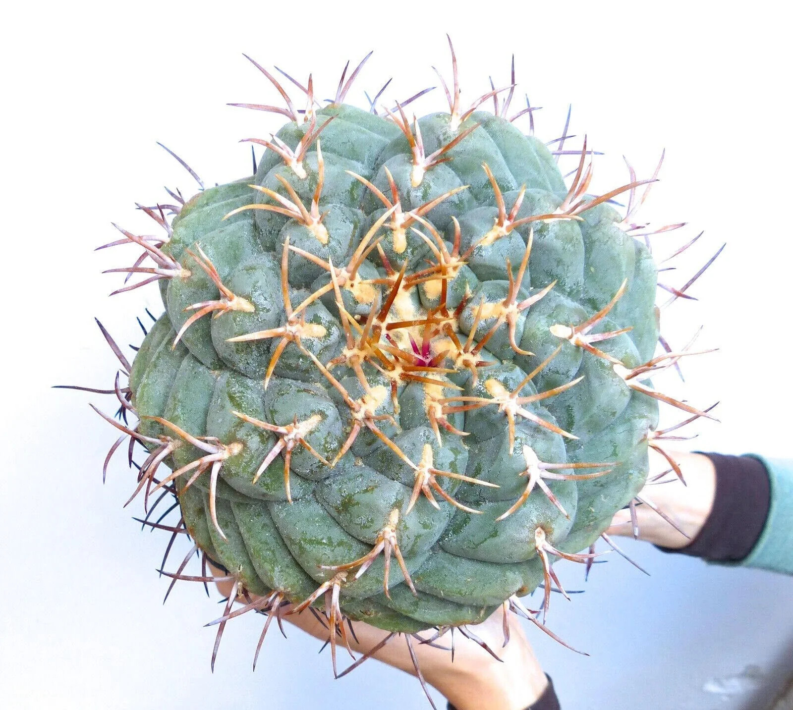 Thelocactus hexaedrophorus form SPIRALIS 2-3cm – Golf ball cactus | Silver cactu