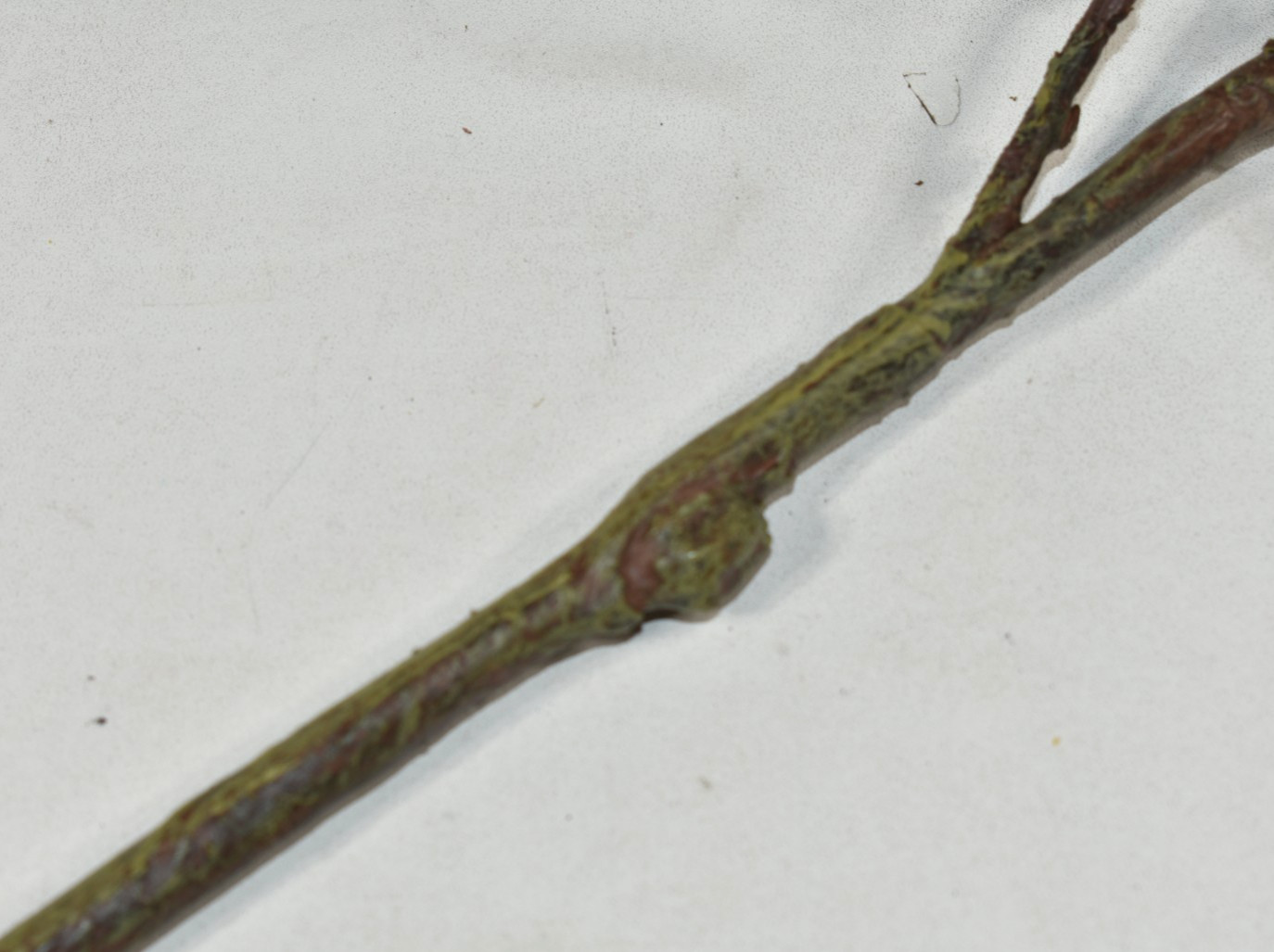 Pottery Barn Faux Ivory Hops Branch Artificial Flowers 42″ Stem NEW