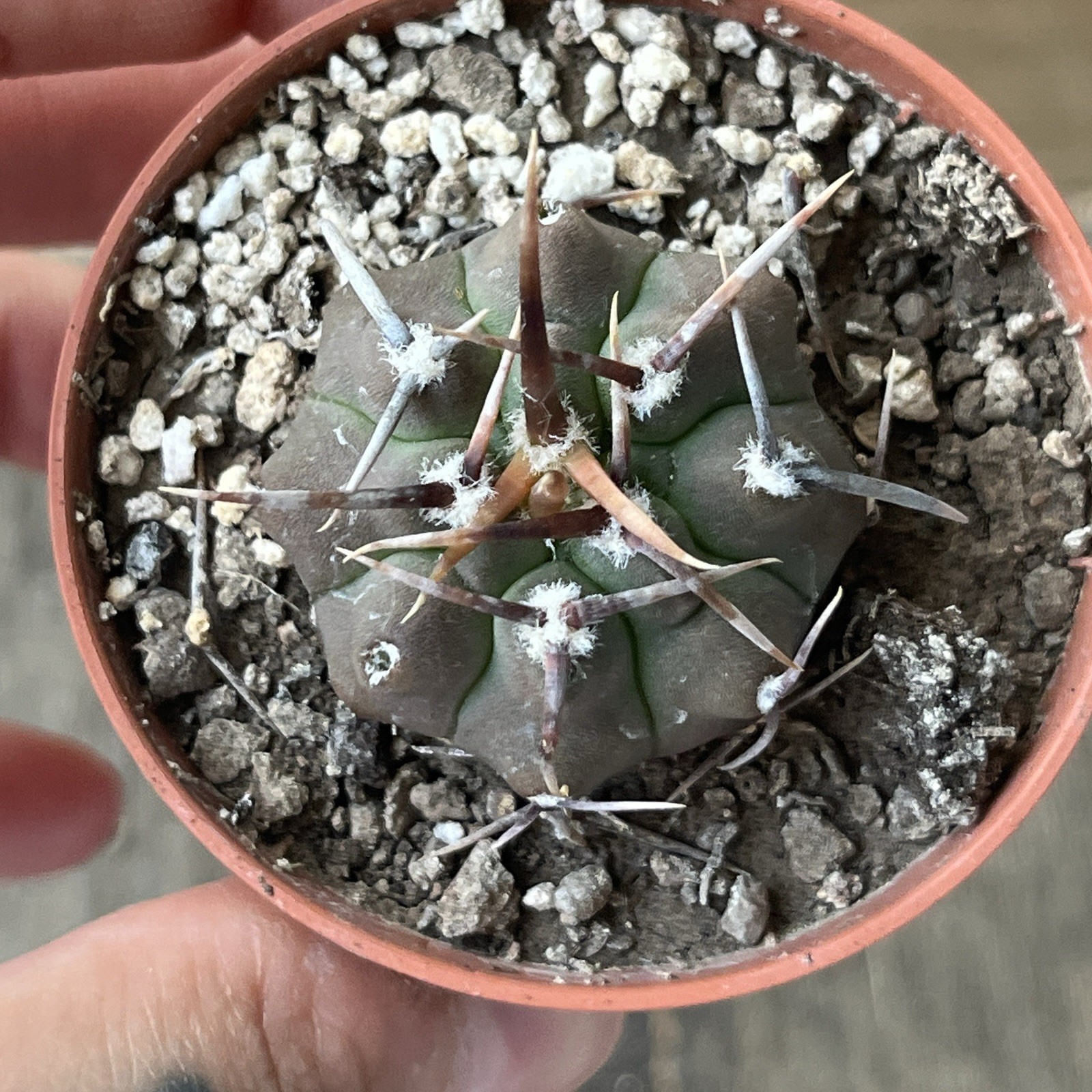 A37-408. G. vatteri v altaitinense, Spine selection in 3 generation, own root