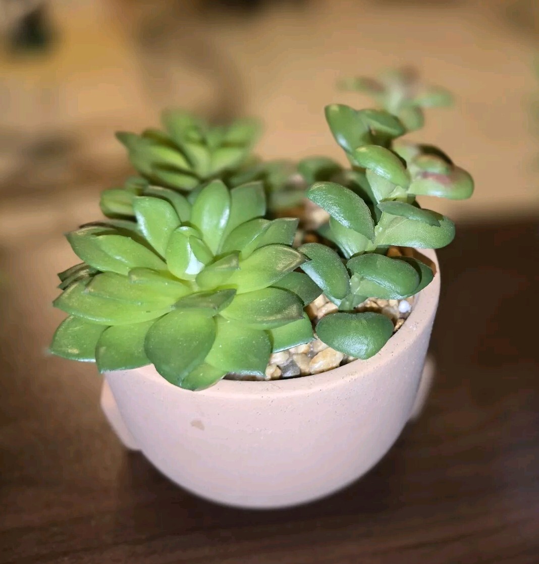 Beautiful Succulent Plants, All 5! Easy, No Mess House Decor. Sold Together.